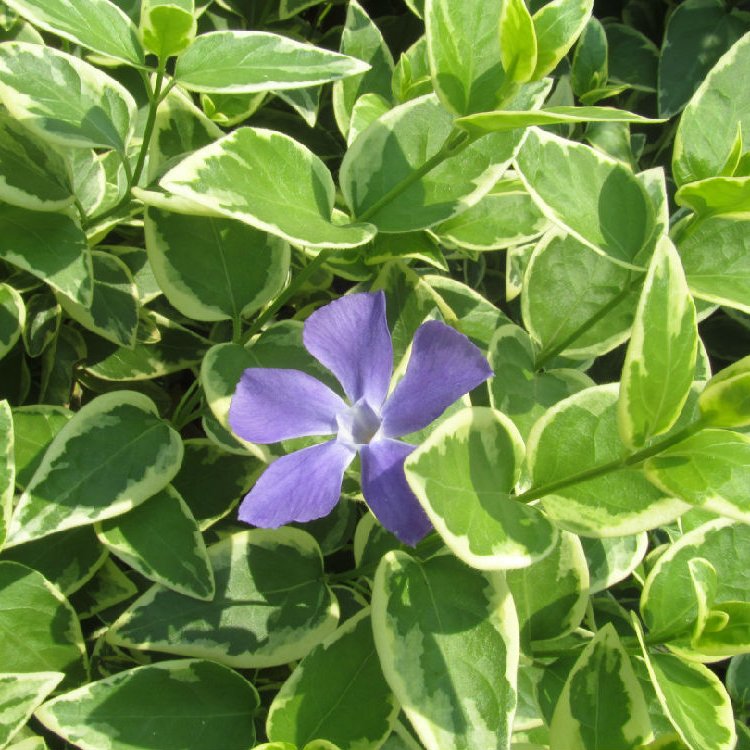 Zimozeleň väčšia (Vinca major)  ´VARIEGATA´ ∅ 30-50 cm, kont. C1.5L 